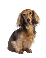 Poster - Cute smooth longhaired Dachshund dog aka teckel, sitting up facing front. Looking towards camera. Isolated cutout on a transparent background.