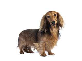 Poster - Cute smooth longhaired Dachshund dog aka teckel, standing up side ways. Looking towards camera. Isolated cutout on a transparent background.