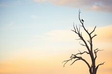 Silhouette Of A Lone Bird In A Barren Tree