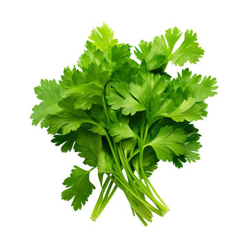 bunch of parsley isolated on transparent background Remove png, Clipping Path, pen tool