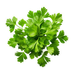 Wall Mural - bunch of parsley isolated on transparent background Remove png, Clipping Path, pen tool