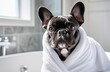 A French black bulldog wrapped in a terry towel in the bathroom after bathing. Spa, dog hair salon, grooming. A dog taking a shower. Hygienic procedures for dogs