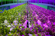 canvas print picture - Advanced Indoor Hydroponic Farming Facility with LED Lighting System