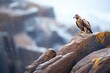 golden eagle perched atop a craggy cliffside