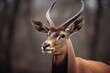 roan antelope with distinctive mane