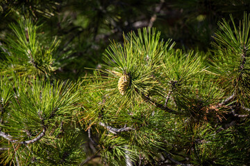 coniferous green trees against the sky