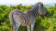 Closeup encounter with a zebra, Addo Elephant National Park, South Africa