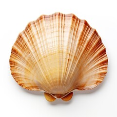 shell fish isolated on white