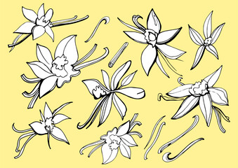 Wall Mural - Isolated vector set of vanilla. Vanilla sticks, vanilla flower and pods. Aroma, food. Vector hand drawn illustration of orchid Flower and pods on a yellow background.