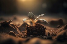 Photo Seeding Are Growing In The Soil With  Backdrop Of The Sunlight, Canon RF 16mm F 2.8 STM Lens, Hyperrealistic Photography, Style Of Unsplash And National Geographic