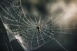 spinne web insecta natur tier makro arachnid