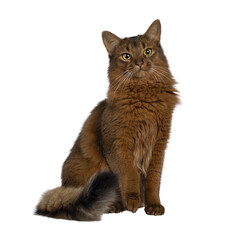 Naklejka na meble Beautiful young adult Somali cat, sitting up side ways. Looking beside camera. Isolated cutout on a transparent background.
