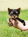 Fototapeta Zwierzęta - Yorkshire Terrier Puppy Sitting in a white wicker basket on Green Grass. Fluffy, cute dog Looks at the Camera. Domestic pets