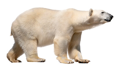 Wall Mural - polar bear isolated on white background