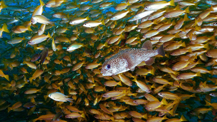 Wall Mural - Underwater photo of a Puffer fish inside a school of fish at a coral reef