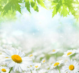 Poster - Summer bright landscape with daisy wildflowers in the meadow. Summer background with wildflowers. Template for postcards