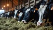Group of cows at cowshed eating hay or fodder on dairy farm. 