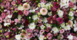  Flowers wall background with amazing pink and purple and white flowers, hand made Wedding decoration, Valentine or mother´s day background. Colorful flowers mix. Pattern of flowers.