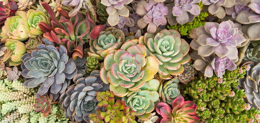 Wall Mural - Succulents planted in the ground