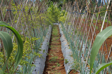 Wall Mural - The concept of traditional leek plantations uses bamboo stakes