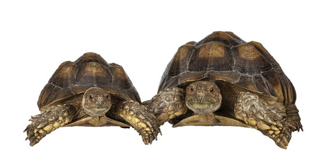 Leinwandbilder - Male and female couple of Sulcata Tortoise aka Centrochelys sulcata, standing facing front high on legs. Looking towards camera.Isolated cutout on transparent background.