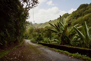 Wall Mural - a narrow paved road that runs through the jungles and mountains