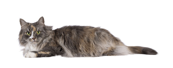 Wall Mural - impressive fluffy tortie cat, laying down side ways. looking straight to camera with green eyes. iso