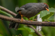 The chestnut-capped laughingthrush (Pterorhinus mitratus), also known as the spectacled laughingthrush, is a species of bird in the family Leiothrichidae