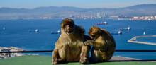 Barbary Macaques In Gibraltar