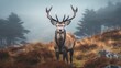 Red deer animal in mist forest