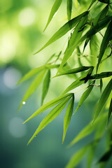  Green bamboo and leaves. background bamboo, growing.nature.