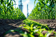 biofuel production facility converting corn or sugarcane into ethanol