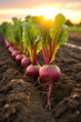 Fresh beetroot grows in the ground.nature