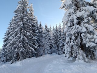 snow covered trees