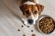 An attentive Jack Russell Terrier looks up expectantly, waiting to eat from a full bowl of dog food on a wooden floor..