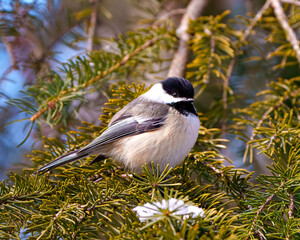 Wall Mural - Chickadee Photo and Image. Close-up profile side view perched on a coniferous tree branch with snow in its environment and habitat surrounding.