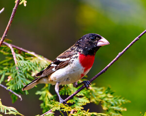 Wall Mural - Rose-breasted Grosbeak Photo and Image. Grosbeak male close-up side view perched on a branch with colourful background in its environment and habitat.