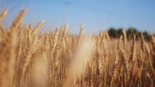 Wheat Spikes On Long Stems Ripen In Rural Field Closeup. Golden Barley Harvest Grows In Farm Meadow On Sunny Day. Food Products Making