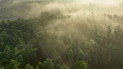 Wall Mural - foggy morning over the forest