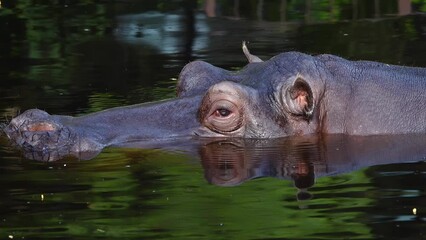 Sticker - large hippo lying in the water, slow motion