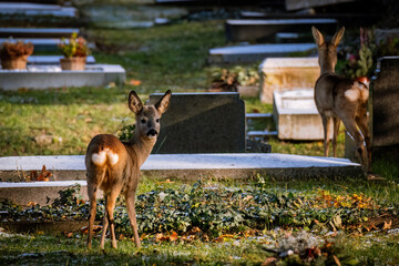 deers at the central cemetery in vienna