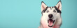 Delighted Siberian Husky on Teal Background, Mouth Open