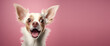 Excited White and Brown Dog with Big Ears on Pink Background