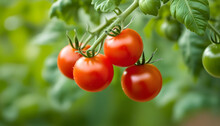 Small Round Cherry Tomatoes On A Branch On A Green Background
