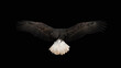 A Flying Bald Eagle ( Haliaeetus leucocephalus )