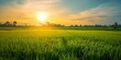 As the Sun Sets Over Rice Fields in China and Vietnam: Organic Farming Yields Fresh, Ripe Grains, Nourishing Nations, Generative AI