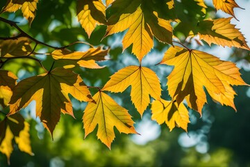 Wall Mural - autumn leaves on a tree