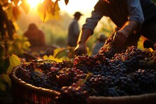 Ripe Grape Harvest In Basket On Sunset Lights