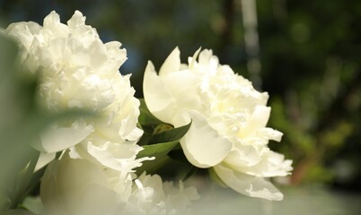 Sticker - Closeup view of blooming white peony bush outdoors