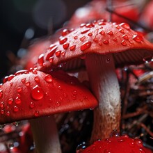 Mushroom, Red, Forest, Toadstool, Autumn, Nature, Amanita, Fungus, Fly Agaric, Fungi, Poisonous, Poison, Muscaria, Agaric, Fly, White, Toxic, Mushrooms, Amanita Muscaria, Wood, Fall, Grass, Cap, Dange